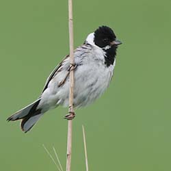 Rietgors | Emberiza schoeniclus