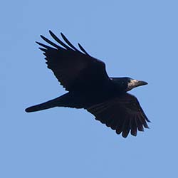 Roek | Corvus frugilegus