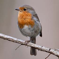 Roodborst | Erithacus rubecula