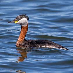 Roodhalsfuut | Podiceps grisegena