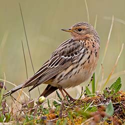 Roodkeelpieper | Anthus cervinus