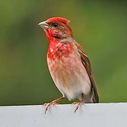 Roodmus | Carpodacus erythrinus