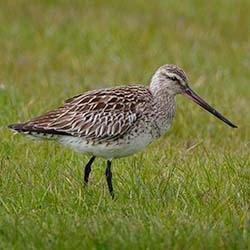 Rosse Grutto | Limosa lapponica