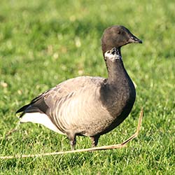 Rotgans | Branta bernicla