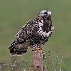 Ruigpootbuizerd | Buteo lagopus