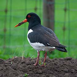 Scholekster | Haematopus ostralegus