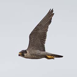 Slechtvalk | Falco peregrinus