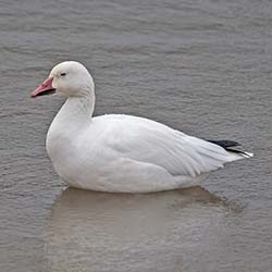 Sneeuwgans | Anser caerulescens