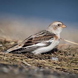 Sneeuwgors | Plectrophenax nivalis