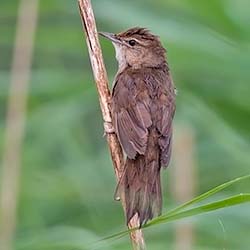 Snor | Locustella luscinioides