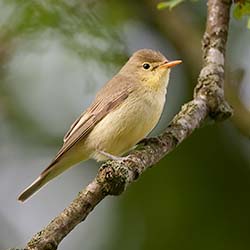 Spotvogel | Hippolais icterina