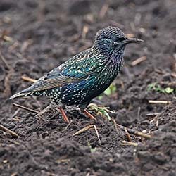 Spreeuw | Sturnus vulgaris