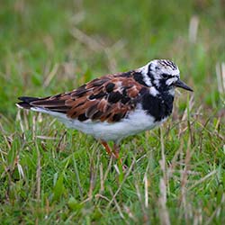 Steenloper | Arenaria interpres