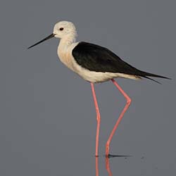 Steltkluut | Himantopus himantopus