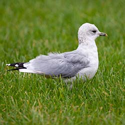 Stormmeeuw | Larus canus