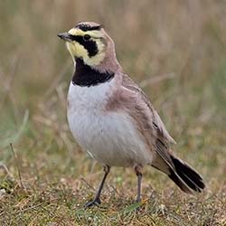 Strandleeuwerik | Eremophila alpestris