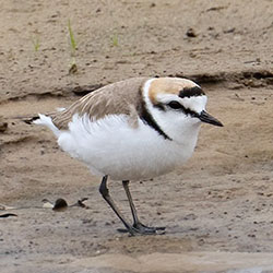 Strandplevier | Anarhynchus alexandrinus