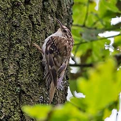 Taigaboomkruiper | Certhia familiaris