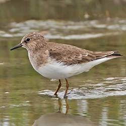 Temmincks Strandloper | Calidris temminckii