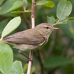 Tjiftjaf | Phylloscopus collybita