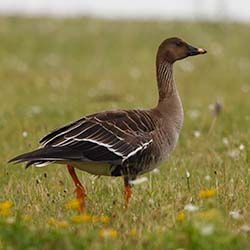 Toendrarietgans | Anser serrirostris