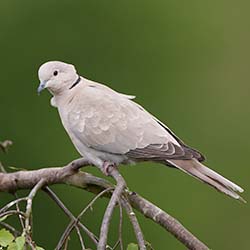 Turkse Tortel | Streptopelia decaocto