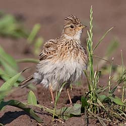 Veldleeuwerik | Alauda arvensis