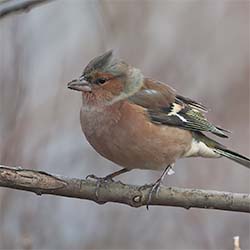 Vink | Fringilla coelebs