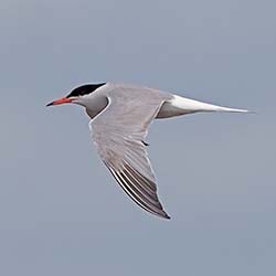 Visdief | Sterna hirundo