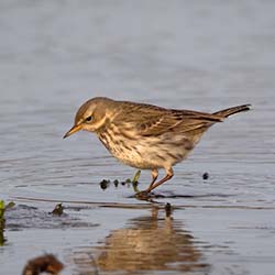 Waterpieper | Anthus spinoletta