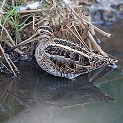 Watersnip | Gallinago gallinago