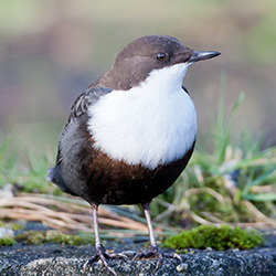 Waterspreeuw | Cinclus cinclus