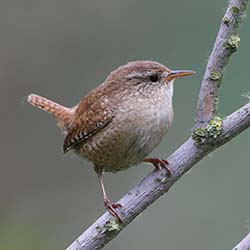 Winterkoning | Troglodytes troglodytes