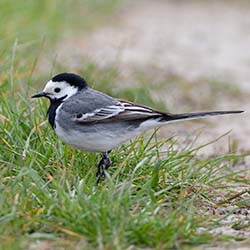 Witte Kwikstaart | Motacilla alba