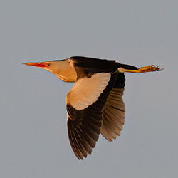 Woudaap | Ixobrychus minutus