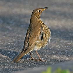 Zanglijster | Turdus philomelos