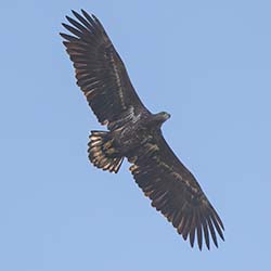 Zeearend | Haliaeetus albicilla