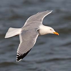 Zilvermeeuw | Larus argentatus