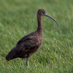 Zwarte Ibis | Plegadis falcinellus