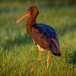 Zwarte Ooievaar | Ciconia nigra