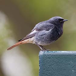 Zwarte Roodstaart | Phoenicurus ochruros