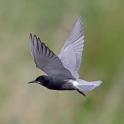 Zwarte Stern | Chlidonias niger