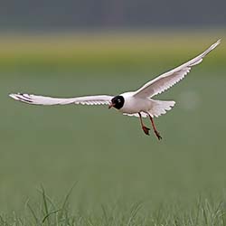 Zwartkopmeeuw | Ichthyaetus melanocephalus