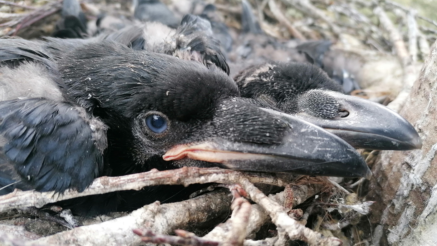 Niet al te best broedseizoen voor de Raven in de omgeving