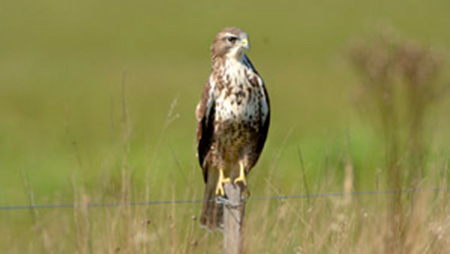 Buizerd