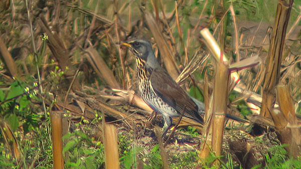 Kramsvogel