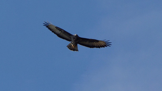 Buizerd