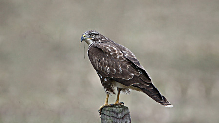 Buizerd