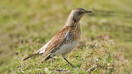 Kramsvogel