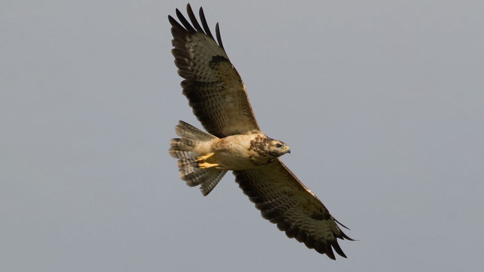 Buizerd